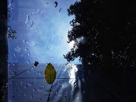 foto debaixo do telhado de vidro de um prédio que foi atingido por gotas de chuva e folhas caindo das árvores