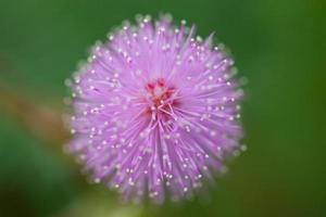 fundo de natureza de flores de mimosa foto