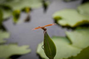 flor de lótus e fundo de natureza libélula foto
