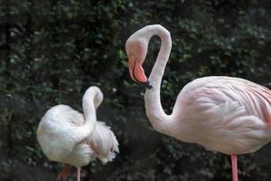 dois grandes pássaros flamingo maior na selva foto