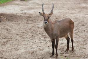 bonitinho comum waterbuck fica olhando para a câmera foto