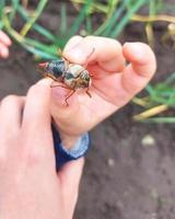 a criança tem uma forra na palma da mão. a criança explora a natureza, pega insetos. infância, aprende o mundo ao redor. desenvolvimento infantil. foto