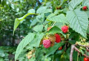 framboesas amadurecem em um galho no jardim. frutas maduras de verão. frutos vermelhos e verdes. cultivo de jardinagem. colheita. foto