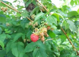 framboesas amadurecem em um galho no jardim. frutas maduras de verão. frutos vermelhos e verdes. cultivo de jardinagem. colheita. foto