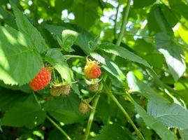 framboesas amadurecem em um galho no jardim. frutas maduras de verão. frutos vermelhos e verdes. cultivo de jardinagem. colheita. foto