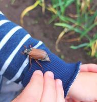 a criança tem uma forra na palma da mão. a criança explora a natureza, pega insetos. infância, aprende o mundo ao redor. desenvolvimento infantil. foto