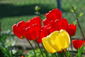 tulipas vermelhas e amarelas foto