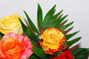 vista de detalhes de rosas coloridas foto