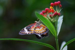 borboleta colorida em uma flor foto