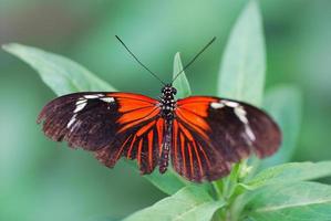 borboleta preta vermelha foto