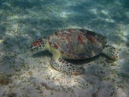 tartaruga marinha come foto