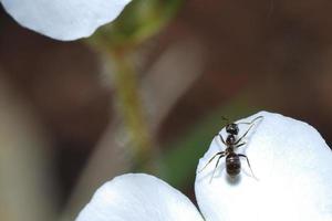 formiga em flor branca foto