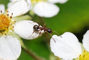 obstáculo de formiga em uma flor branca foto