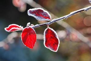 lindas folhas de outono vermelhas brilham ao sol com gelo foto