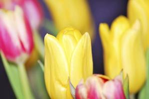 muitas tulipas coloridas diferentes amarelo e rosa vermelha foto