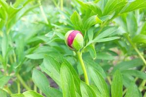 pion cresce no jardim na primavera. broto, planta. jardinagem. folhas verdes. foto