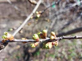 brotos de folhas de cerejeira florescem em galhos na primavera no jardim. plantas. jardinagem. dia ensolarado. foto