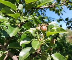 peras crescem em um galho no jardim. pequenos frutos verdes no processo de amadurecimento. foto