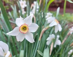 flores de narciso branco na primavera no jardim. flores desabrochando, plantas. espaço de cópia. foto