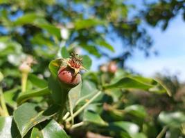 peras crescem em um galho no jardim. pequenos frutos verdes no processo de amadurecimento. foto