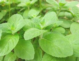 hortelã cresce no jardim. folhas verdes. planta medicinal, tempero. foto