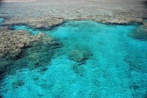 recife de coral enquanto mergulha no egito foto