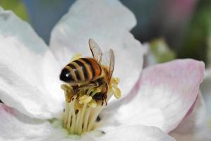 abelha na flor foto
