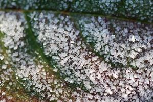muitos belos pequenos cristais de gelo em uma folha verde