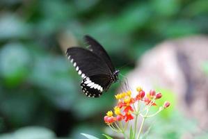 borboleta voa para florescer foto