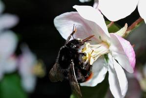 abelha preta na flor foto