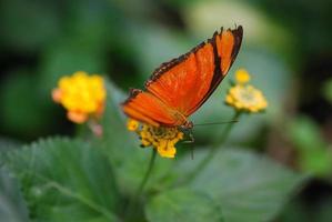 borboleta laranja no verão foto