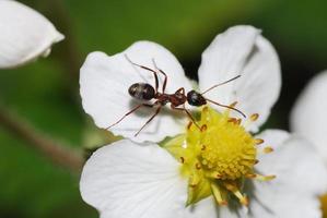 formiga em flor foto