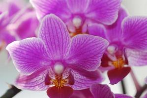 monte de orquídea roxa