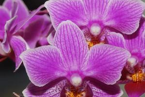 orquídeas em fundo branco foto