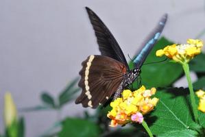 borboleta marrom em flores amarelas foto