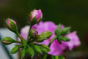 muitas flores fechadas foto