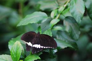 borboleta preta branca foto