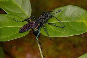 vespa tarântula-falcão adulta foto