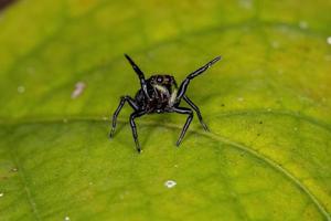 pequena aranha saltadora foto