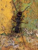 formiga ectatommina fêmea adulta