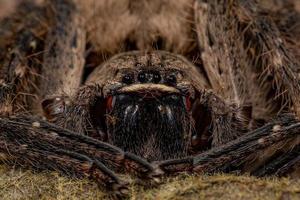 aranha caçador adulto foto