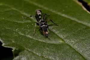 fêmea adulta de formiga galho