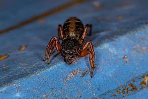 aranha saltadora fêmea adulta foto