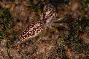 aranha saltadora adulta feminina foto