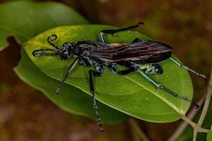 vespa tarântula-falcão adulta foto