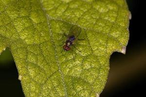 mosca adulta de pernas longas foto