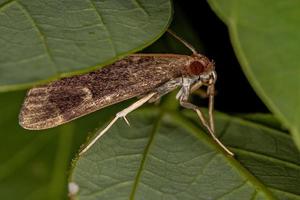 mariposa crambida adulta foto