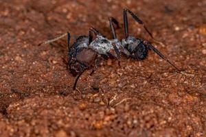 adulta acromyrmex formiga cortadeira
