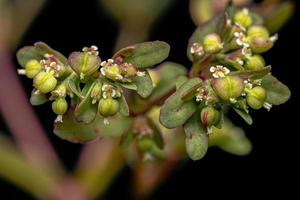 planta de hissopo foto