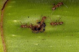 formigas de cecropia adultas em um tronco de cecropia foto